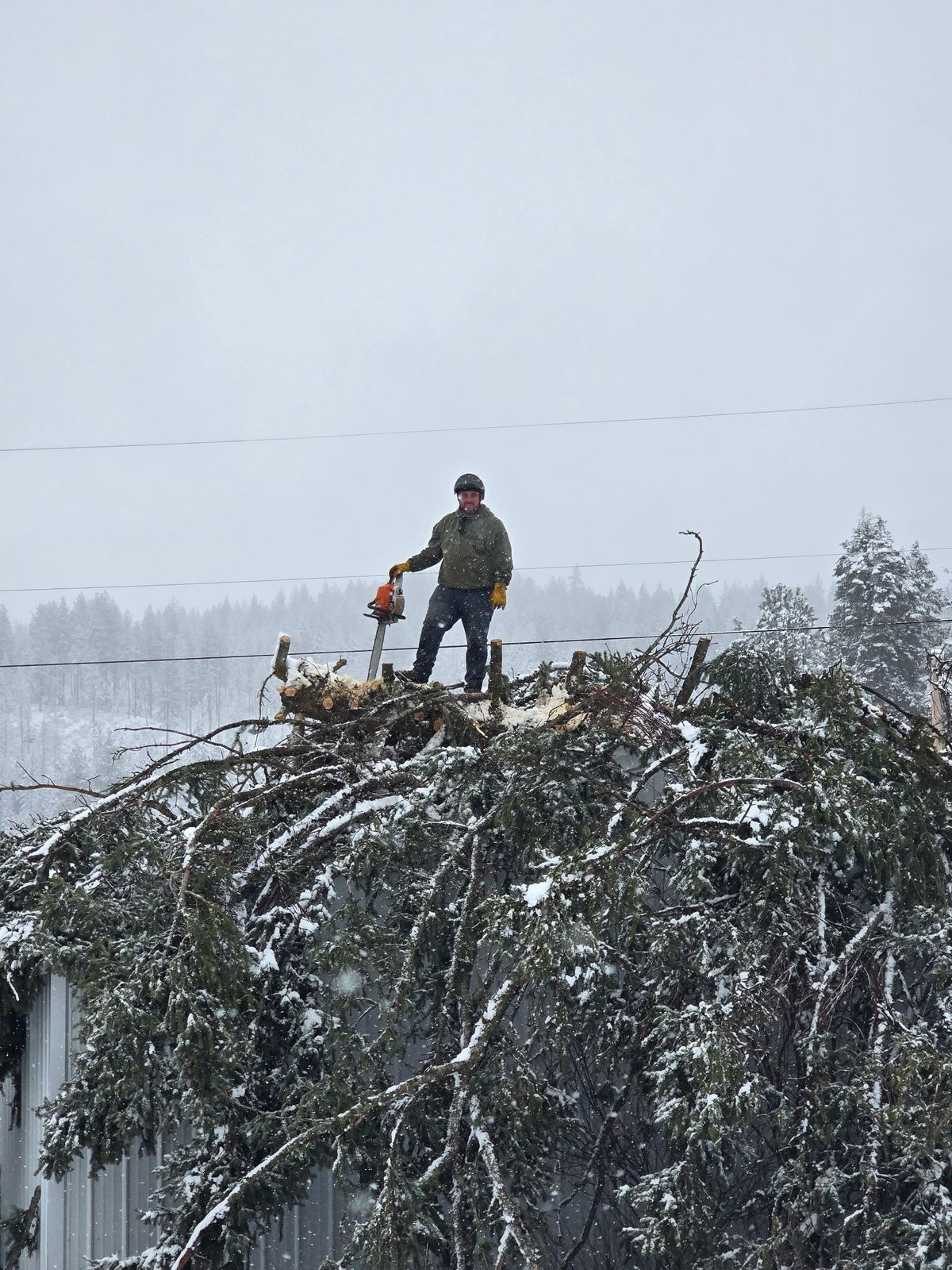 Hazardous tree removal