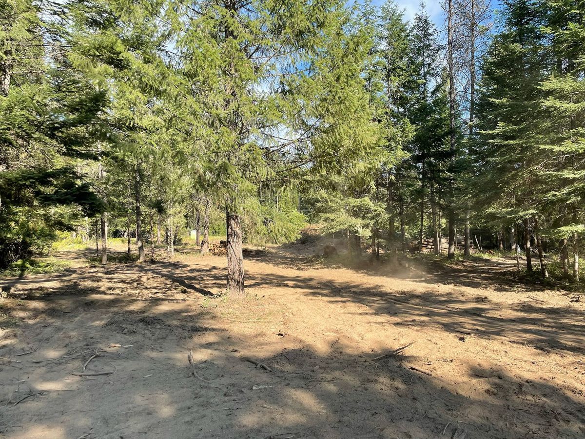 Hazardous Tree Removal in Newport and Spokane, Washington